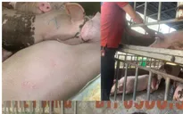 Phú Thọ: Phát hiện vận chuyển hơn 1,6 tấn lợn nhiễm dịch tả Châu Phi