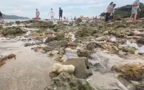 Gian nan hành trình bảo vệ san hô ven bờ