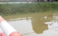 Thái Nguyên: Xuất hiện dịch tả lợn châu Phi tại nhiều xã, tiêu hủy hơn 19 tấn lợn nhiễm bệnh