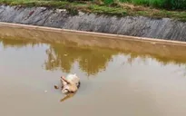 Nghệ An: Lợn chết dịch bị vứt ra sông, gây ô nhiễm môi trường nghiêm trọng