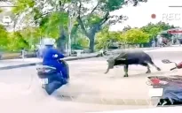 Trâu sổng chuồng tấn công người đi đường