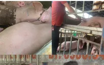 Dịch tả lợn Châu Phi đã lan ra 29 xã, phường ở Phú Thọ