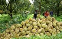 Tái cấu trúc toàn diện để tăng tốc xuất khẩu sầu riêng