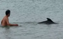 Cá heo xuất hiện ở bãi tắm Cửa Tùng