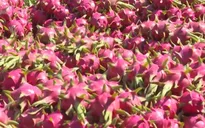 Thủ tướng chỉ đạo gỡ vướng cho thanh long, hồ tiêu xuất khẩu