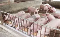 Giá lợn hơi giảm nhẹ