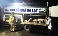 Đắk Lắk kịp thời phát hiện xe tải chở 97 con lợn nhiễm dịch tả lợn châu Phi