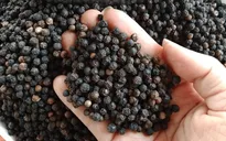 Ngành hồ tiêu kiến nghị bỏ thuế VAT