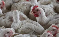 Cúm gia cầm bùng phát tại Ấn Độ, lan rộng khắp 10 bang
