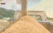 Sản xuất lúa gạo Nhật Bản thiệt hại do nắng nóng