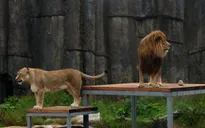 Vườn thú Đan Mạch kêu gọi hiến thú cưng bỏ đi để làm mồi cho thú dữ