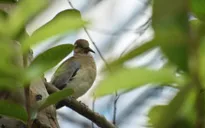 Nigeria phá vụ buôn lậu động vật hoang dã quy mô lớn