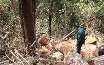 22 cây gỗ nghiến bị chặt hạ trái phép tại Vườn Quốc gia Ba Bể