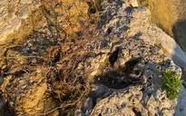 Lũ lụt ở Texas (Mỹ) vô tình làm lộ dấu chân khủng long 100 triệu năm tuổi