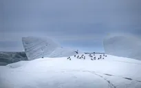 Bắc Cực hứng chịu mùa hè nóng kỷ lục, băng biển giảm xuống mức nguy hiểm