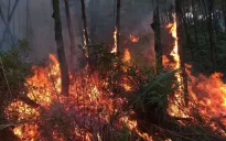 TP Hồ Chí Minh siết quản lý, chống cháy rừng mùa khô