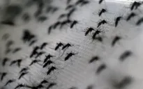Trung Quốc thả muỗi "vô sinh" để kiềm chế dịch chikungunya