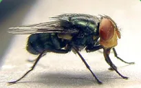 Nguy cơ bùng phát dịch ruồi ký sinh ăn thịt gia súc tại Texas