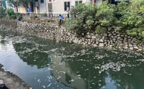 Nghệ An: Cá chết nổi trắng trên kênh hào thành cổ Vinh
