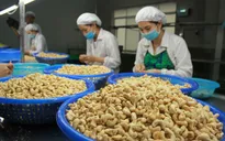 Kim ngạch xuất khẩu hạt điều tăng mạnh