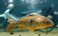 Cờ bạc núp bóng hình thức câu cá có thưởng