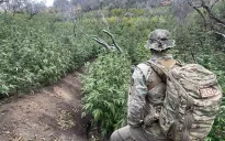 Mỹ phát hiện vườn cần sa trong công viên quốc gia