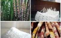 Thủ tướng: Nghiên cứu hỗ trợ doanh nghiệp mía đường duy trì sản xuất bền vững