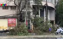 Nghệ An: Hơn 3.000 cây xanh gãy đổ, 7.000 ha lúa bị ảnh hưởng do bão số 5