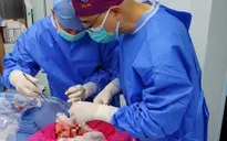 Lần đầu tiên cấy ghép thành công phổi lợn biến đổi gen vào cơ thể người