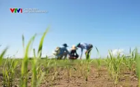 VTV Đặc biệt "Hạt giống hạnh phúc": Câu chuyện giản dị về cây lúa Việt gặt mùa vàng ở Cuba