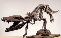 Phát hiện hóa thạch loài “cá sấu khổng lồ” từng săn khủng long ở Nam Mỹ