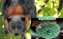 Hàn Quốc xếp virus Nipah vào nhóm bệnh truyền nhiễm nguy hiểm nhất