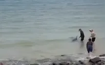 Kịp thời giải cứu cá heo bị mắc cạn gần bờ biển