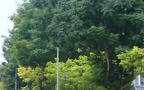 Hà Nội di dời hơn 2.600 cây xanh để nhường đất làm nút giao Vành đai 3.5