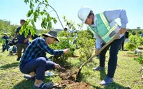 Quảng Trị: Gần 12.000 cây xanh được trồng mới, góp phần hồi sinh rừng đầu nguồn