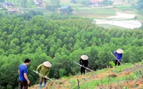 Quy định quy trình kỹ thuật giao rừng, cho thuê rừng