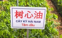 Cục Lâm nghiệp cảnh báo “cơn sốt” cây Kỳ Hải Nam nhập lậu