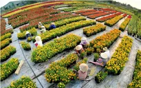 Đồng Tháp chuẩn bị cho các sự kiện văn hóa - du lịch đặc sắc