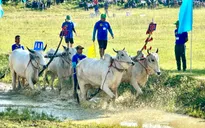 Độc đáo Hội đua bò Bảy Núi