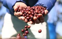 Cà phê Việt Nam "được mùa, được giá"