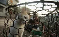 Gần 10.000 cá thể chó mèo bị trộm cắp trong hai năm