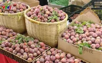 Khởi động giám sát số Vietgap cho cây ăn quả Tây Bắc