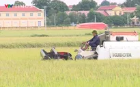 Khẩn trương thu hoạch lúa mùa tránh bão số 10