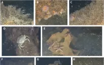 Phát hiện sự sống nở rộ trên bãi thải vũ khí Thế chiến II dưới đáy biển Baltic