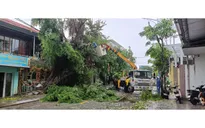 Quảng Trị: Gió giật mạnh, nhiều cây xanh bật gốc, mái tôn bị cuốn bay