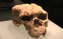 Hộp sọ người cổ đại ở Trung Quốc có thể làm thay đổi dòng thời gian tiến hóa của loài người