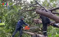 Hơn 6.000 cây xanh gãy đổ sau bão số 10, Nghệ An đẩy nhanh công tác thu dọn
