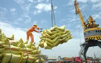 Cắt giảm thủ tục hành chính về quản lý xuất khẩu gạo