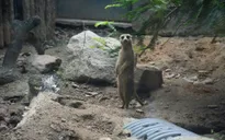 Tìm giải pháp chống tình trạng kháng kháng sinh từ phân động vật