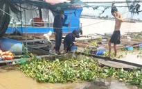 Sà lan tông chìm bè cá ở Đồng Tháp, gây thiệt hại hàng trăm triệu đồng